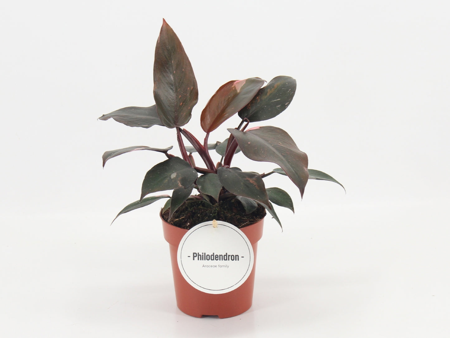 Philodendron scandens 25cm 12cm Pot