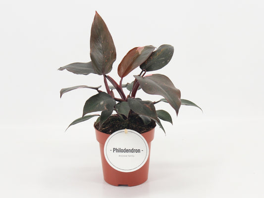 Mostert Nieuwerkerk BV Philodendron Burgundy Princess Pack of 8