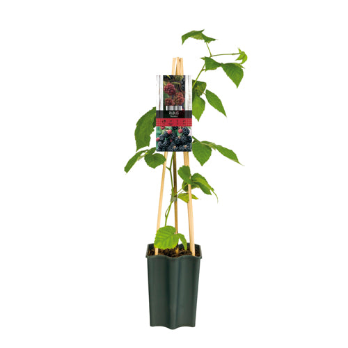 Rubus Thornfree 65cm 15cm Pot