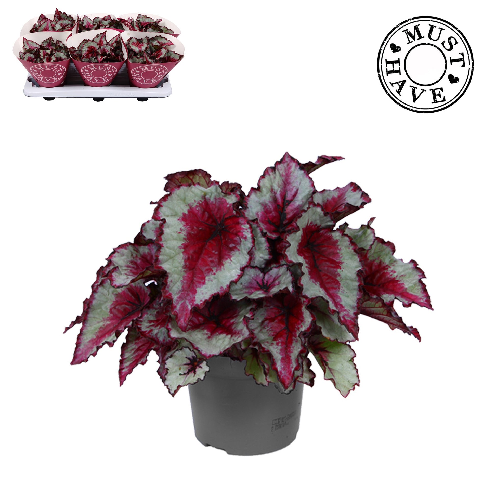 Begonia Caribbean Night 25cm 13cm Pot
