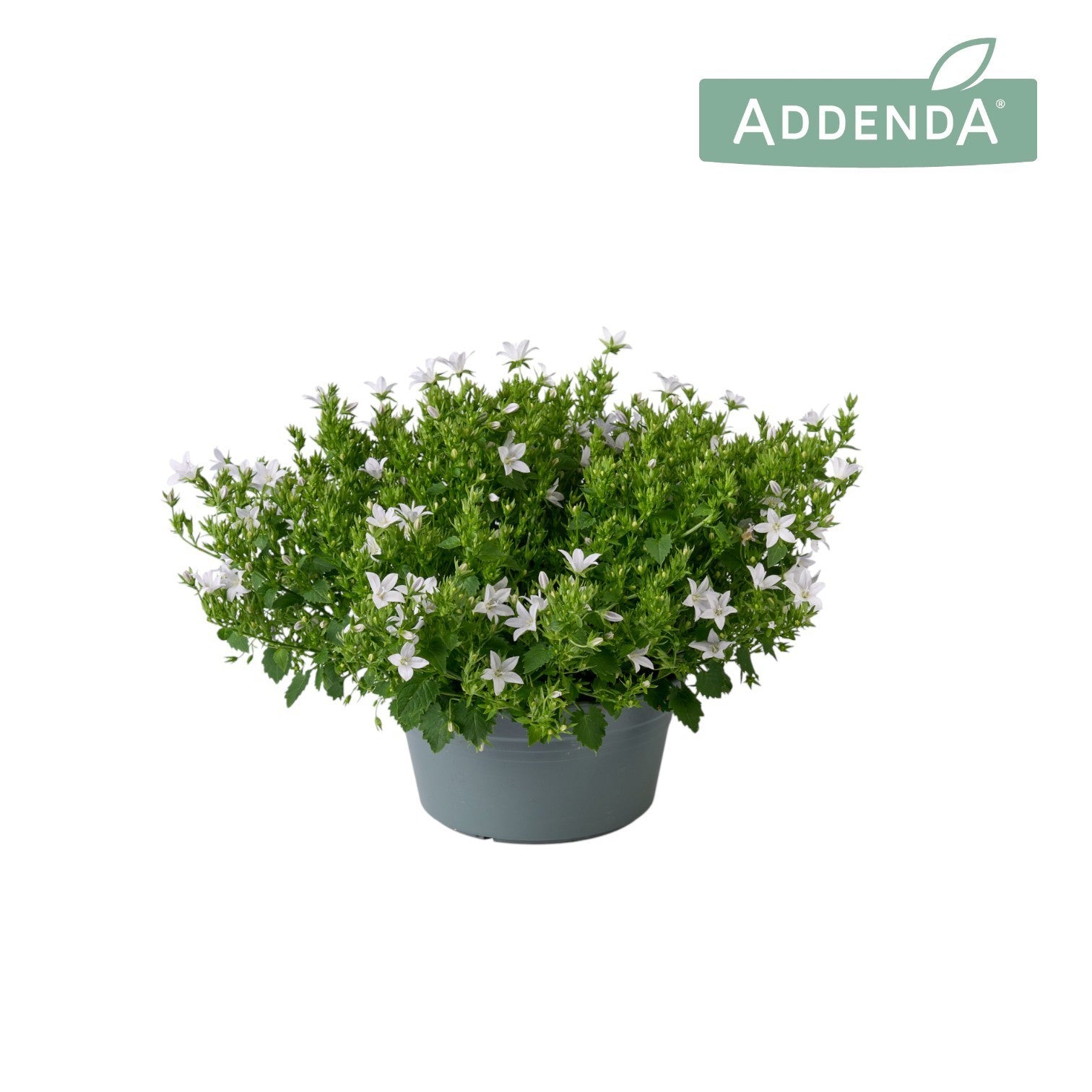 Campanula Adansa white 35cm 20cm Pot