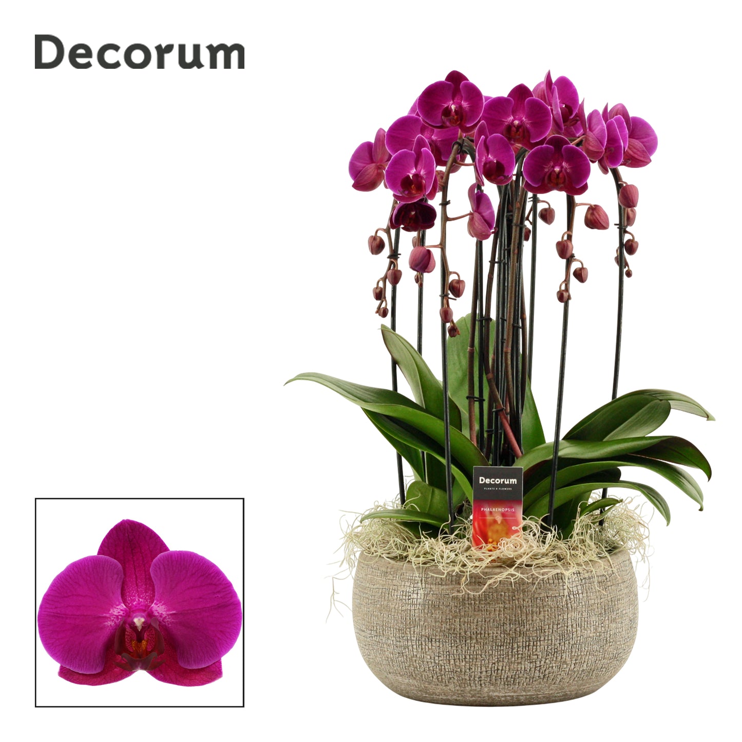 Phalaenopsis purple 55cm 27cm Pot