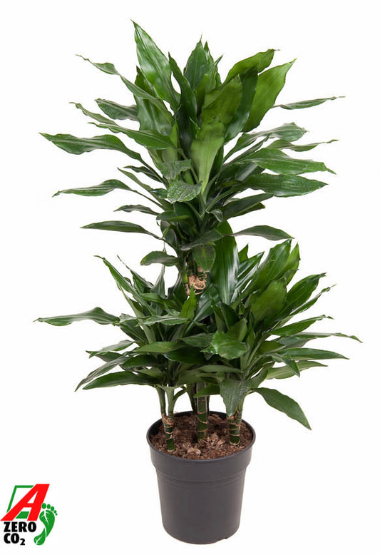 Dracaena frag. Janet Lind 100cm 21cm Pot
