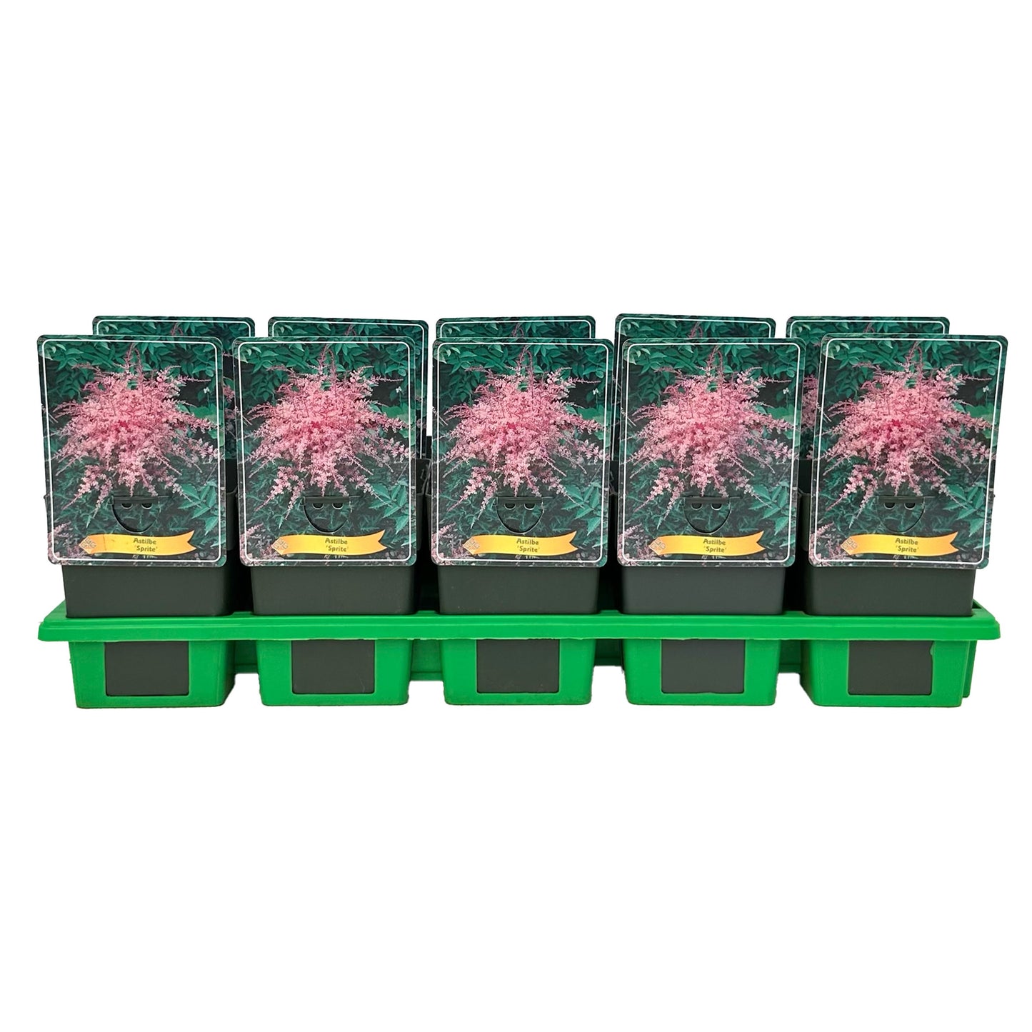 Astilbe sim. Sprite 25cm 11cm Pot