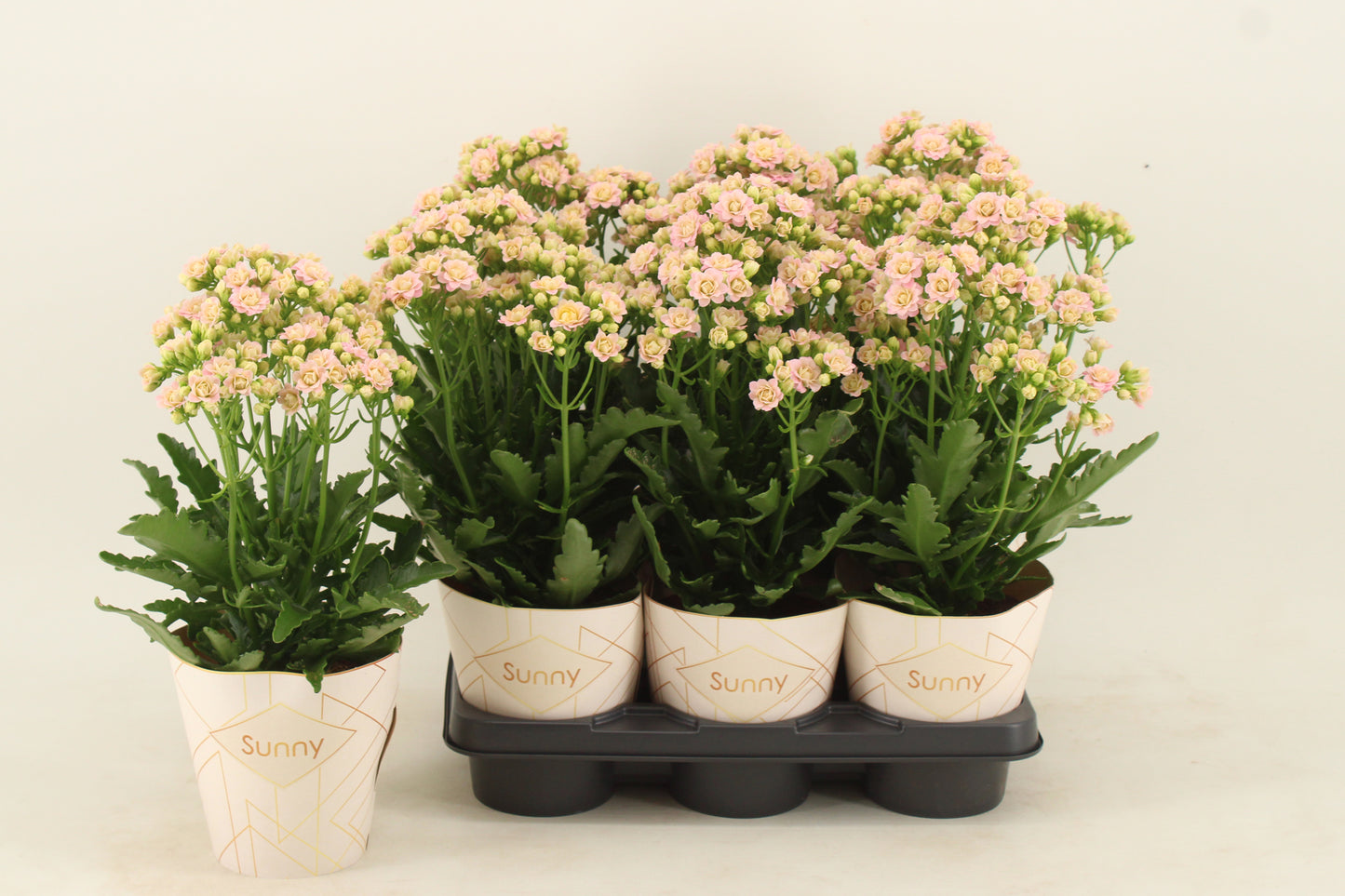 Kal. double Sunny Pink 40cm 14cm Pot