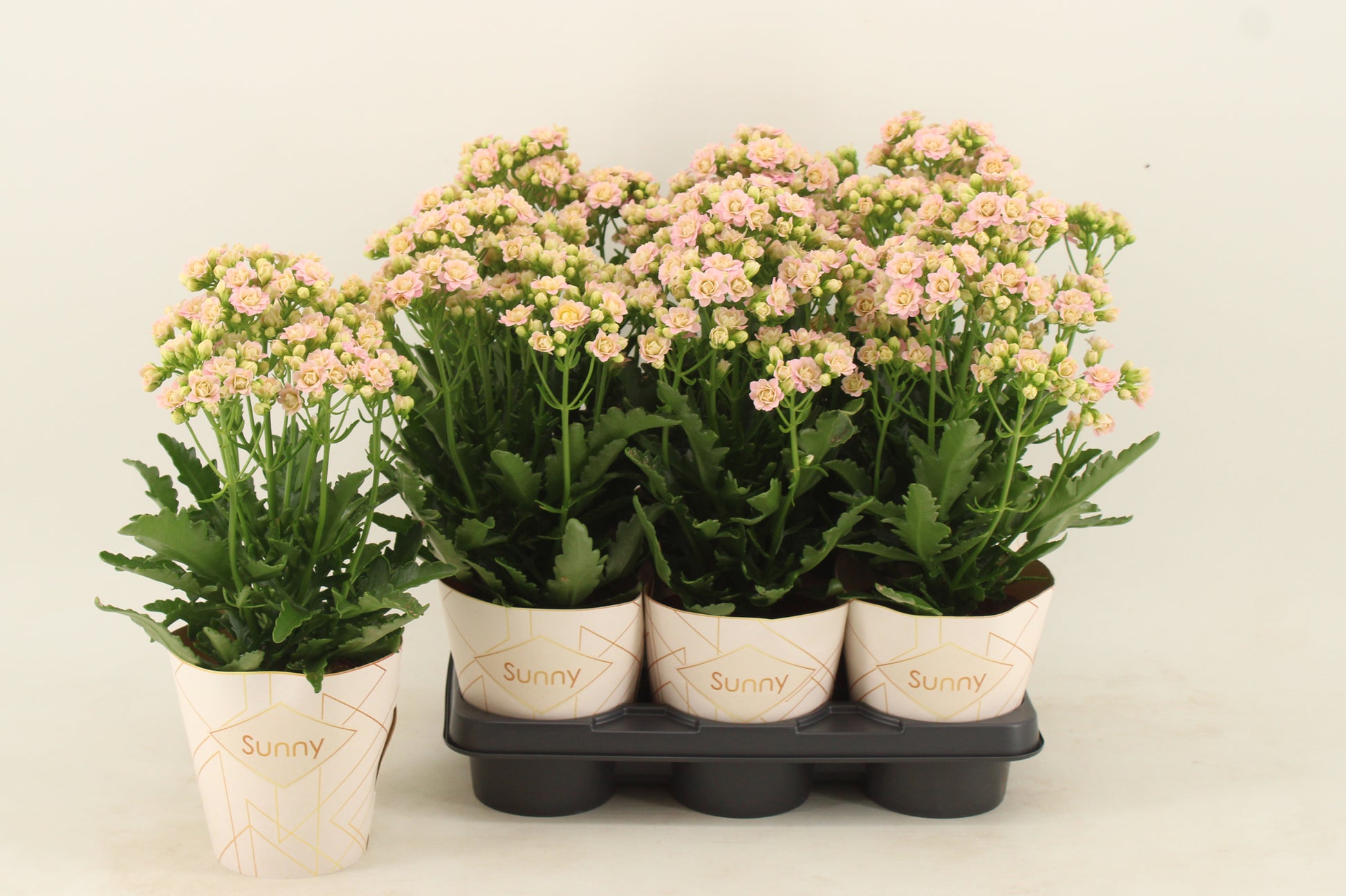 Kal. double Sunny Pink 40cm 14cm Pot