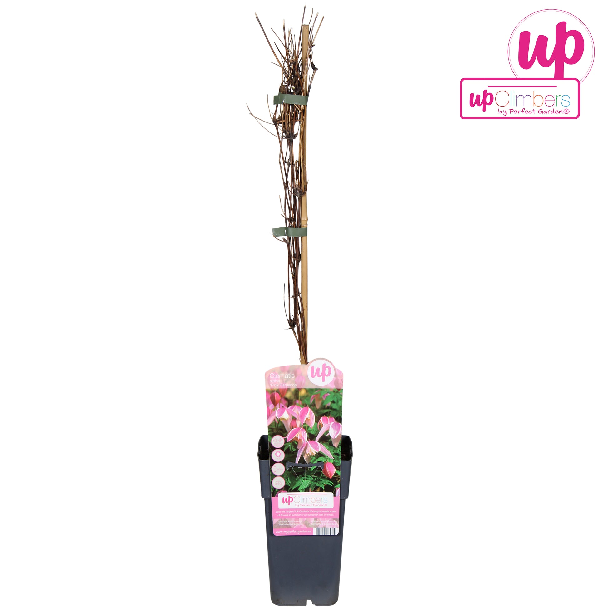 Clematis alp. Pink Flamingo 90cm 15cm Pot