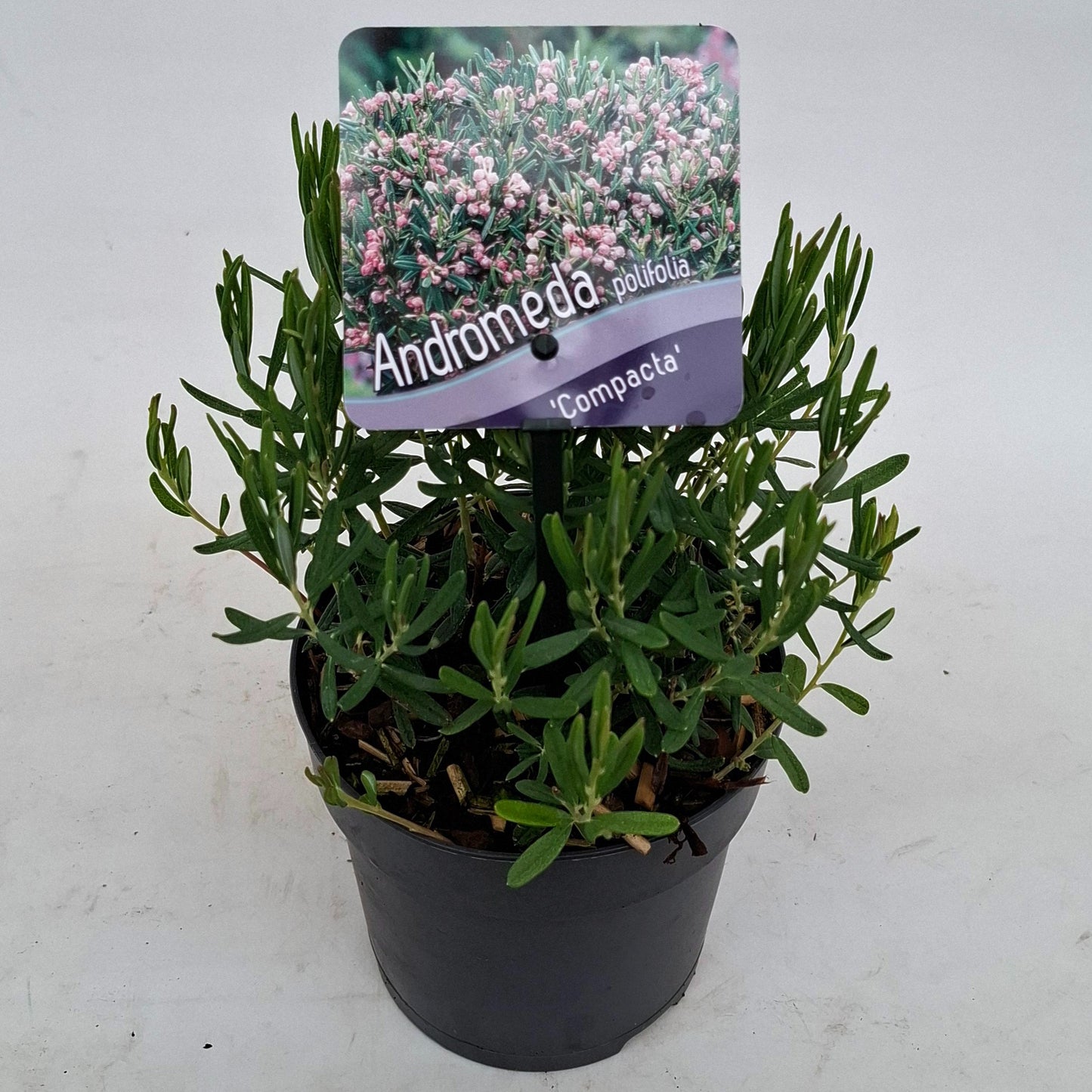 Andromeda Compacta 15cm 13cm Pot