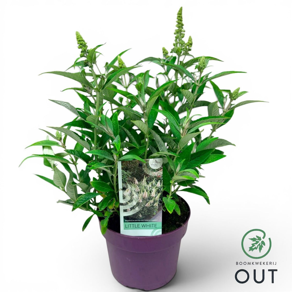 Buddleja Butterfly Candy Little White 50cm 19cm Pot
