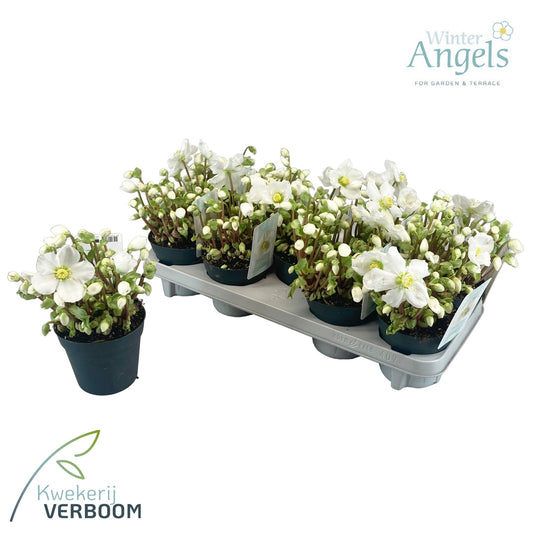 Helleborus niger Verboom Beauty 15cm 12cm Pot