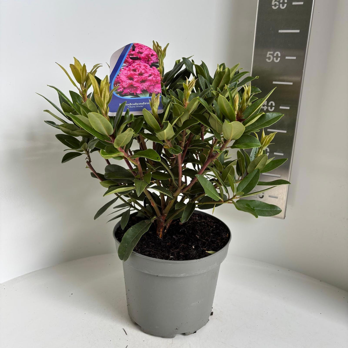 Rhododendron hippophaeoides 45cm 23cm Pot