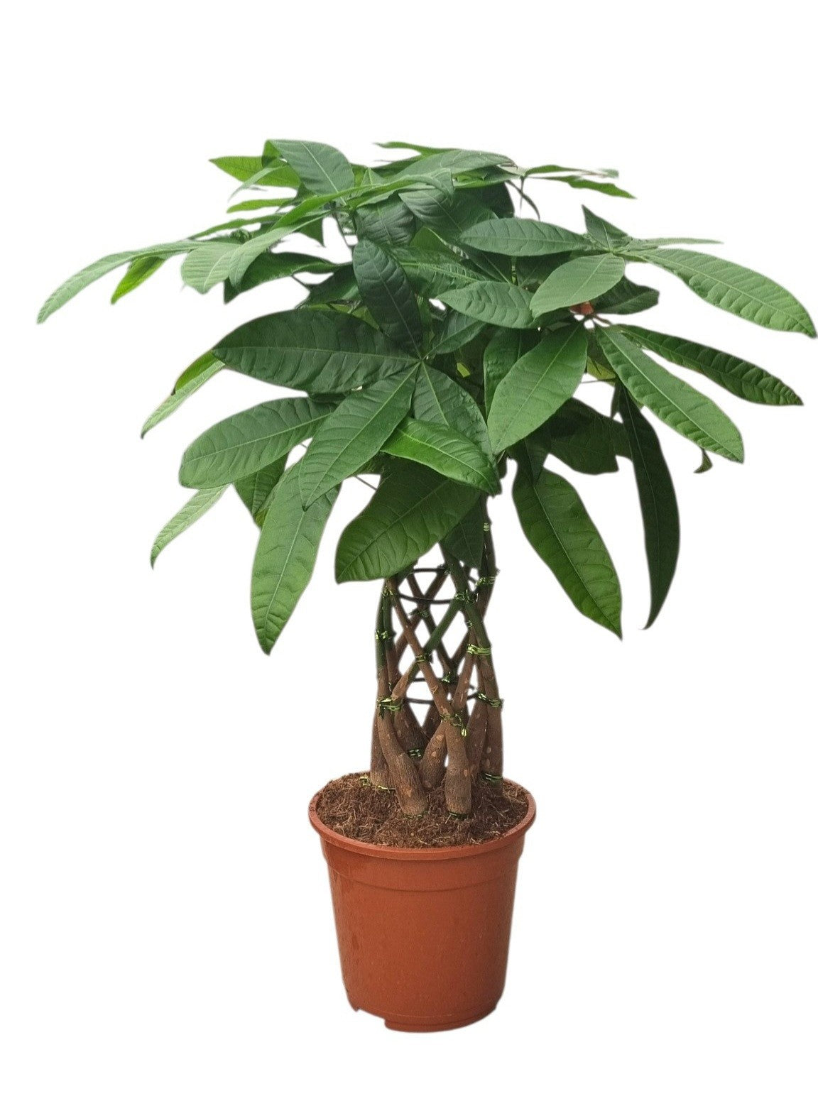 Pachira aquatica 75cm 21cm Pot