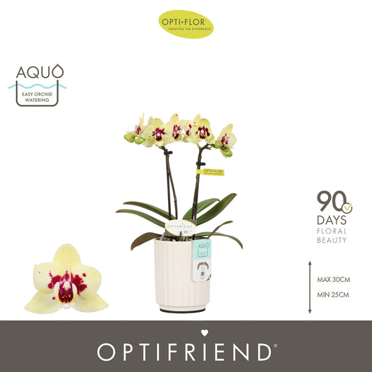 Phalaenopsis yellow 25cm 7cm Pot