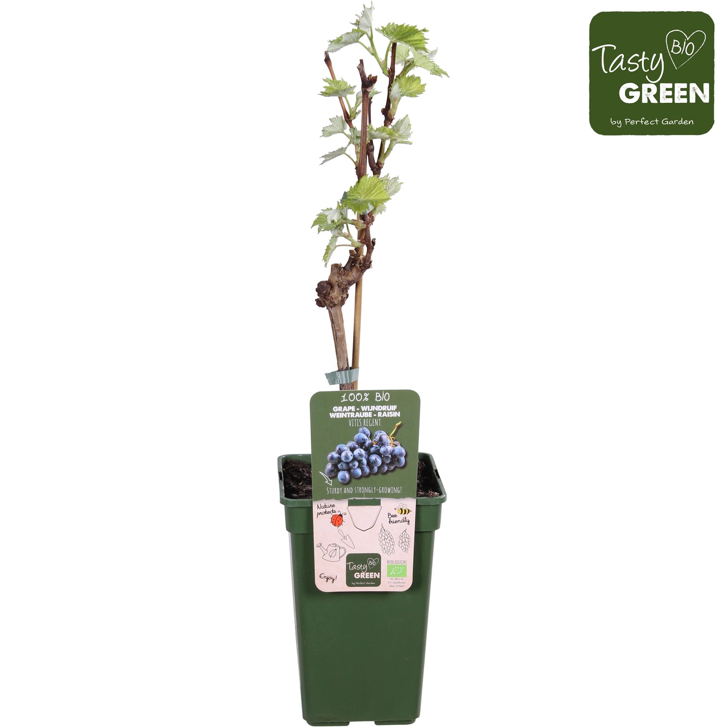 Vitis vinifera Regent 70cm 19cm Pot