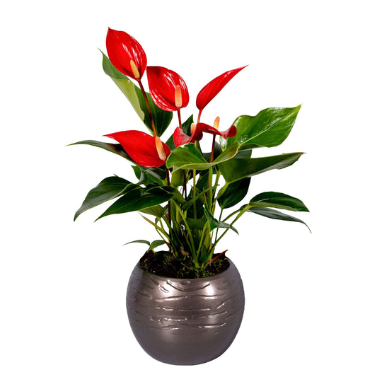 Anthurium Banderola Roja 30cm 10cm Pot