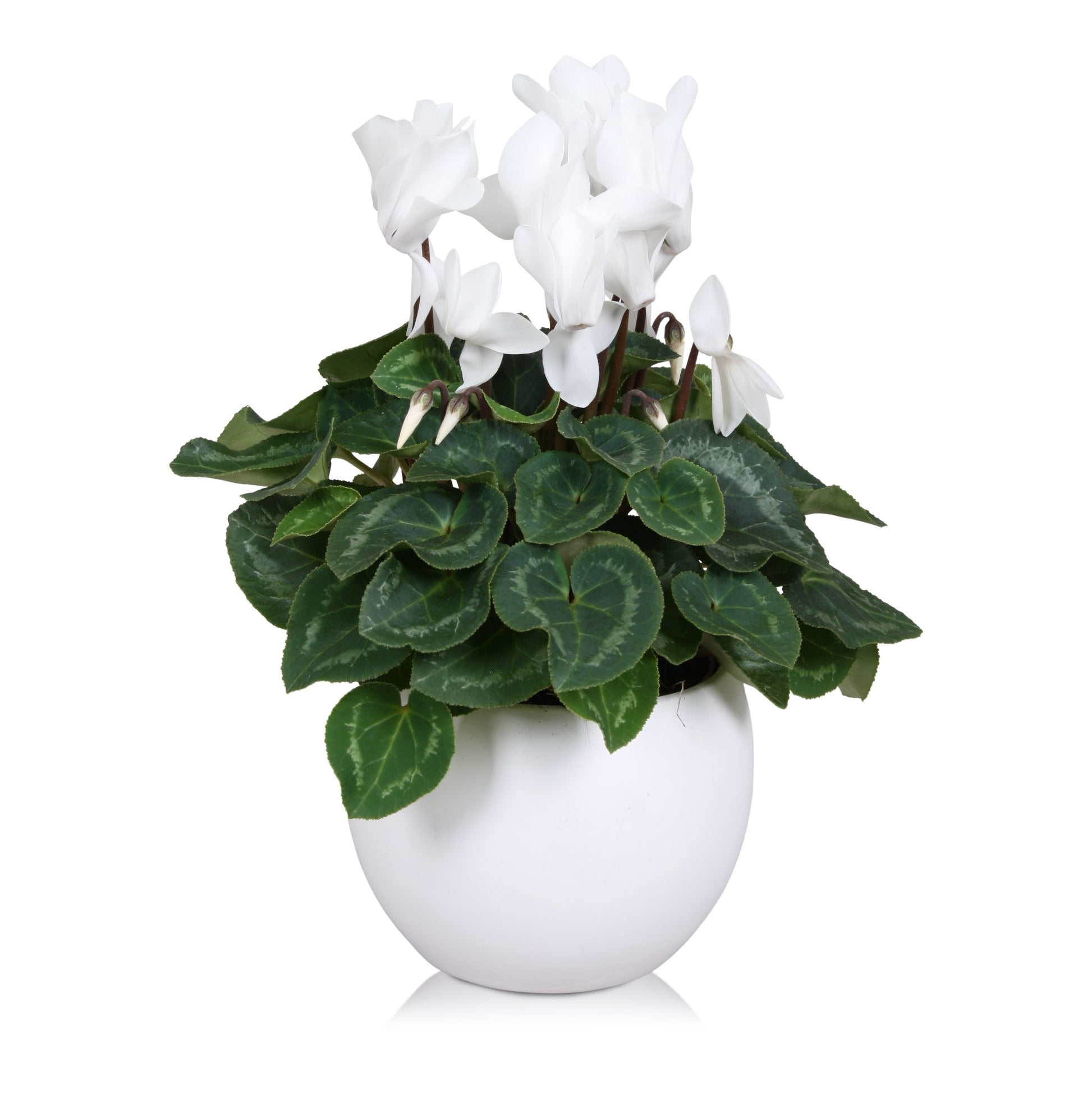 Cyclamen Allure white (+ drp.ceramic) 27cm 12cm Pot