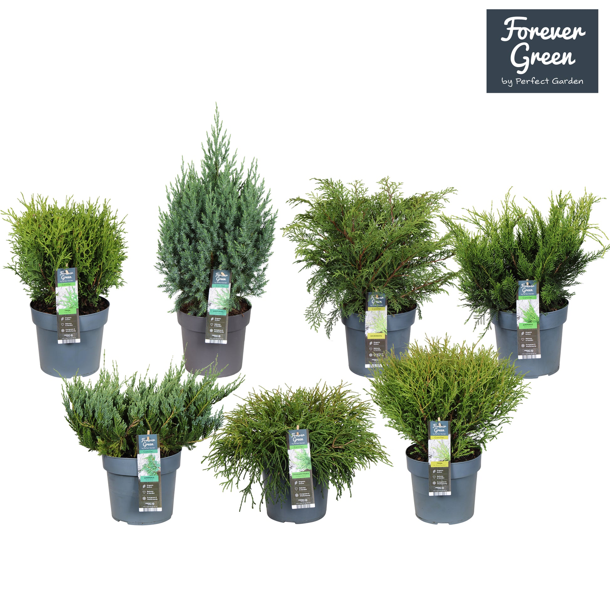 Conifer mix 35cm 19cm Pot