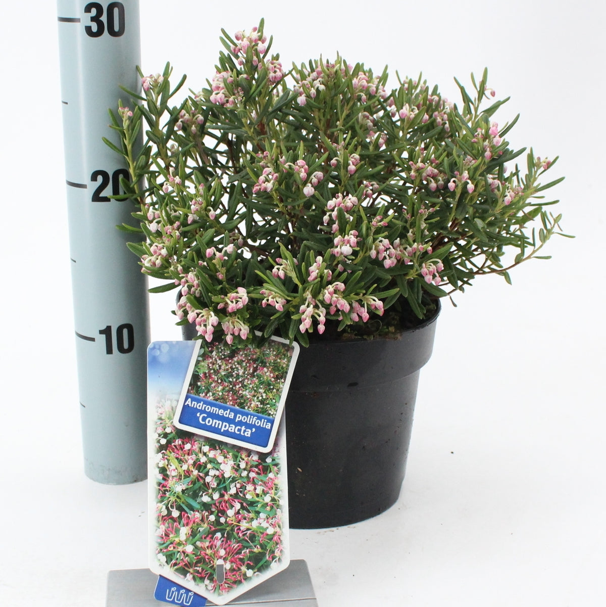 Andromeda Compacta 20cm 17cm Pot