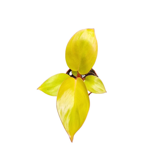 Philodendron scandens 15cm 7cm Pot
