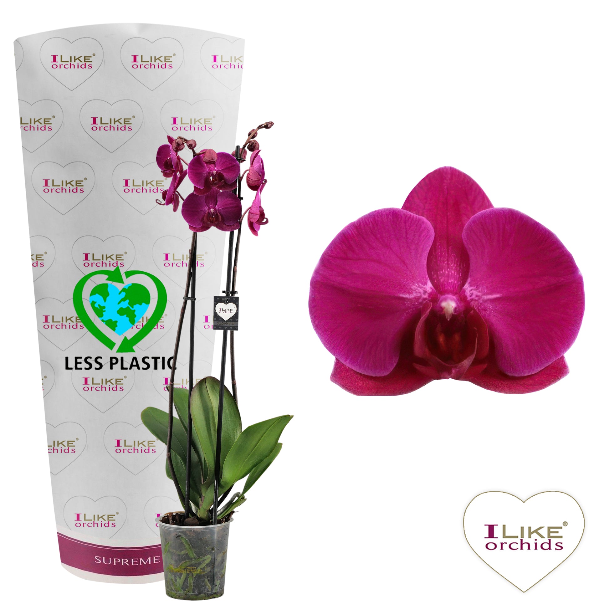 Levoplant BV Phalaenopsis Stellenbosch Pack of 5