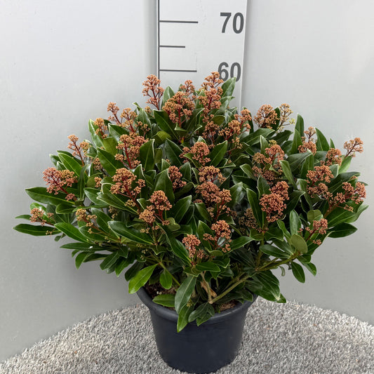 Skimmia japonica Rubesta Optima 60cm 27cm Pot