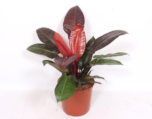 Philodendron scandens 90cm 34cm Pot