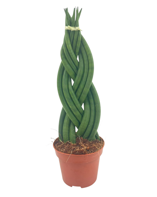Sansevieria cylindrica 25cm 9cm Pot