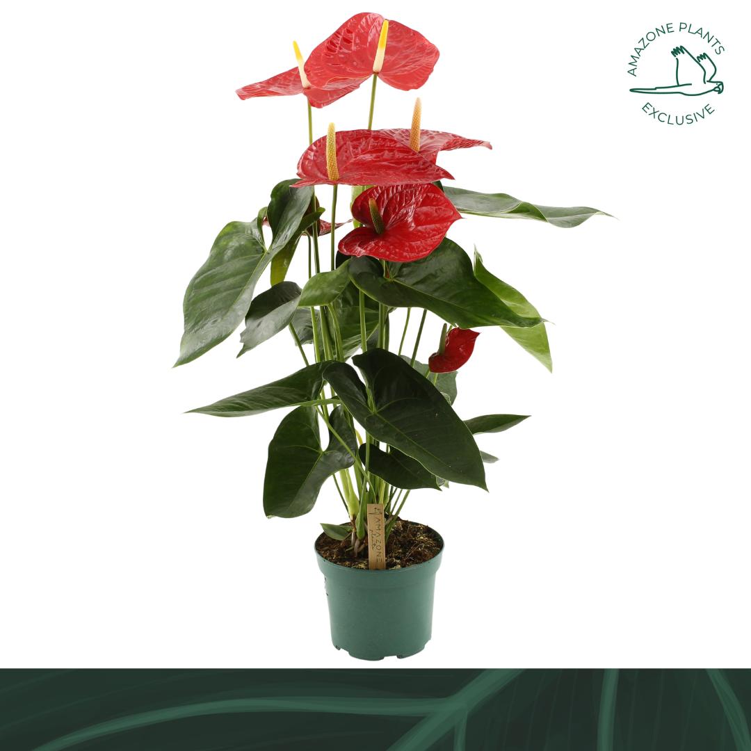 Amazoneplants BV Anthurium Oregon Pack of 6