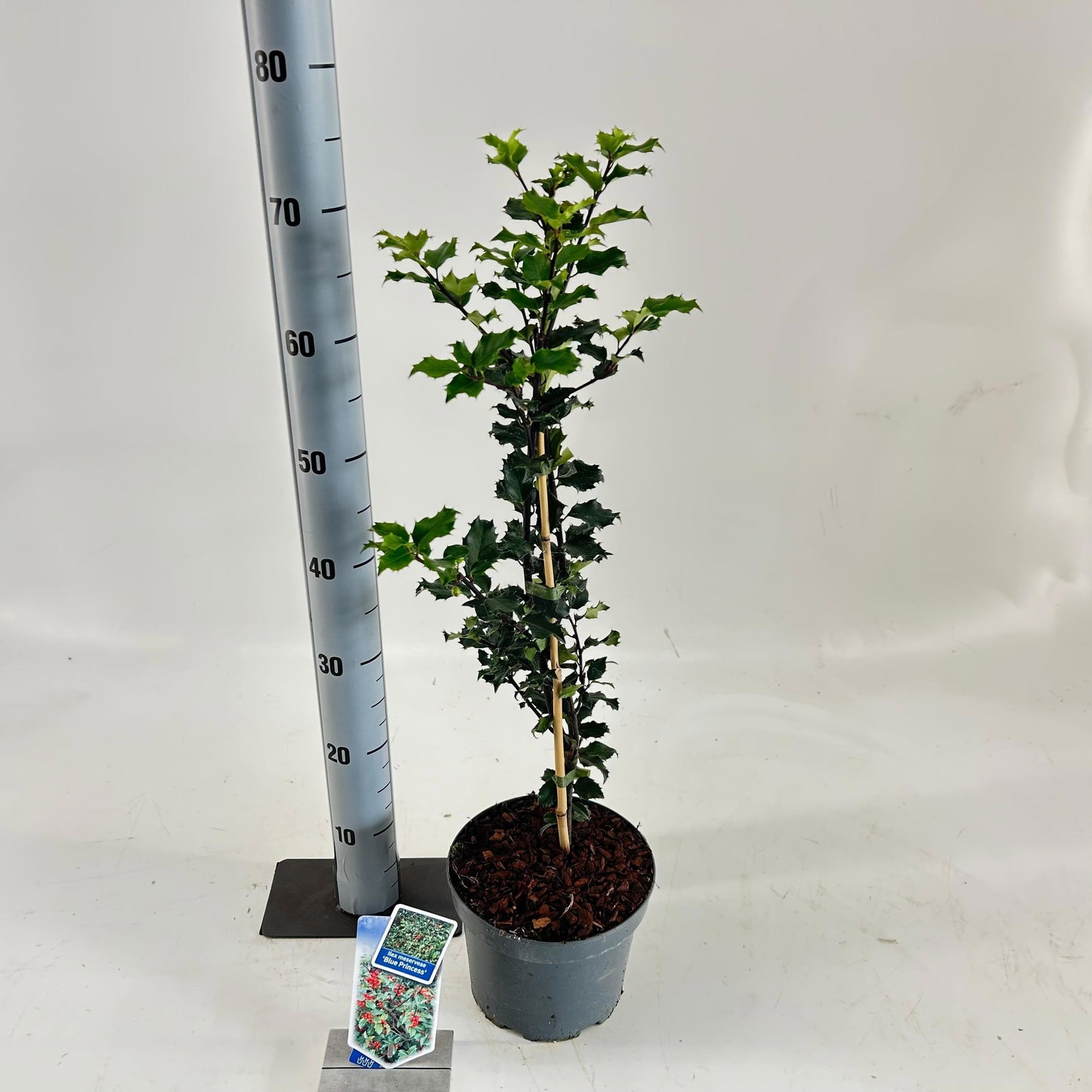 Ilex mes. Blue Princess 60cm 19cm Pot