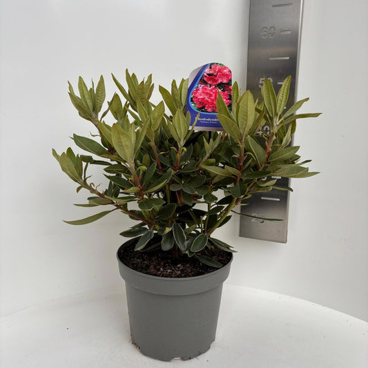 Rhododendron hippophaeoides 45cm 23cm Pot