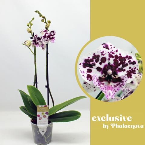 Phalaenopsis white 60cm 12cm Pot