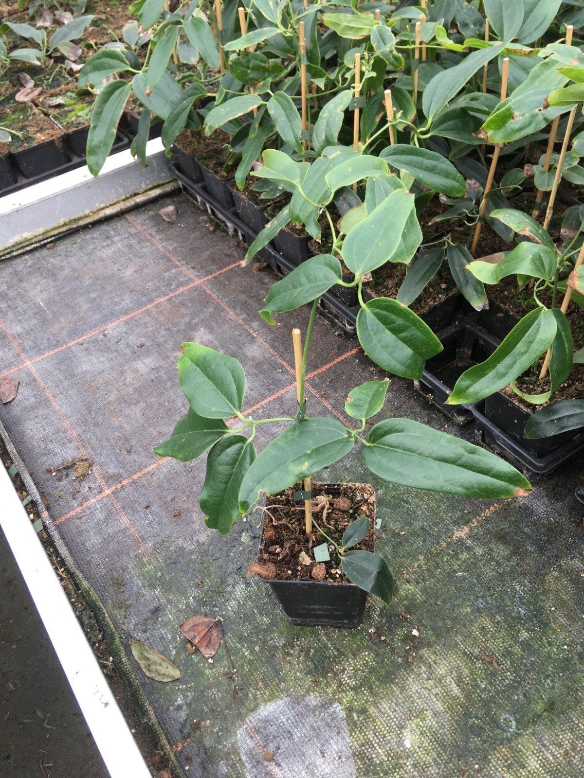 Clematis Apple Blossom 35cm 9cm Pot