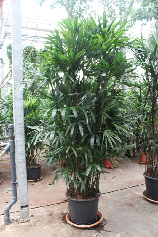 Rhapis excelsa 250cm 50cm Pot