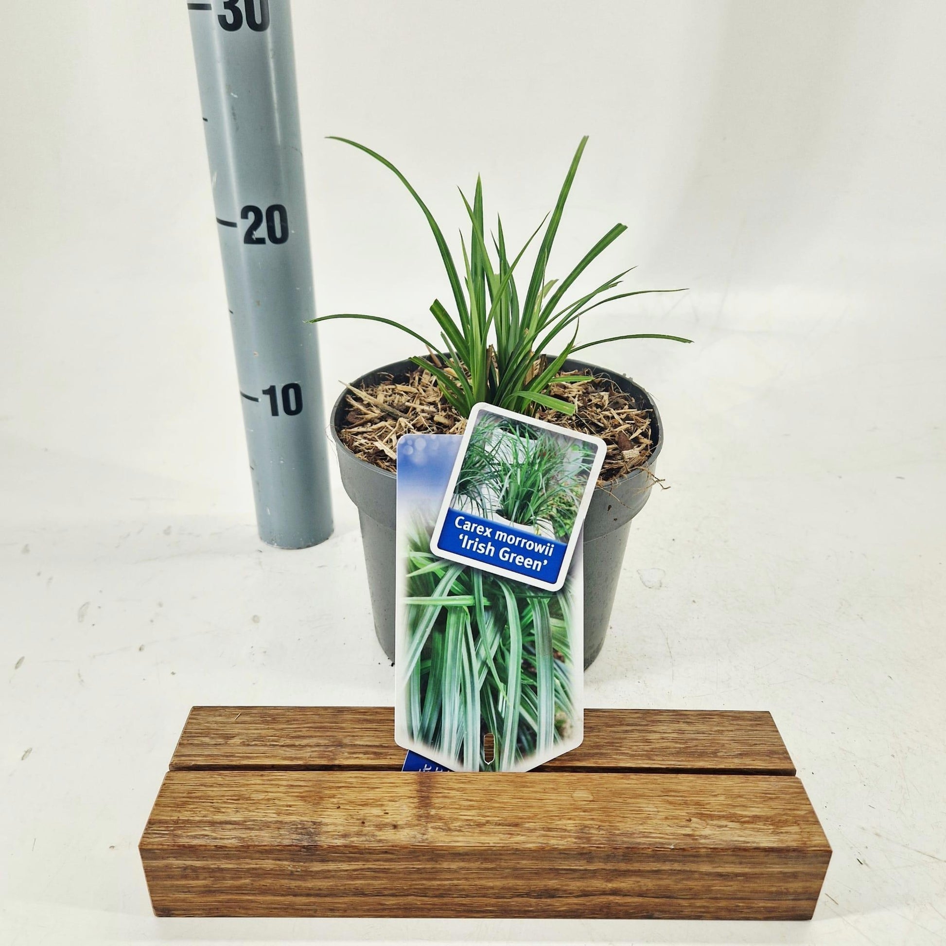 Carex morrowii 45cm 17cm Pot