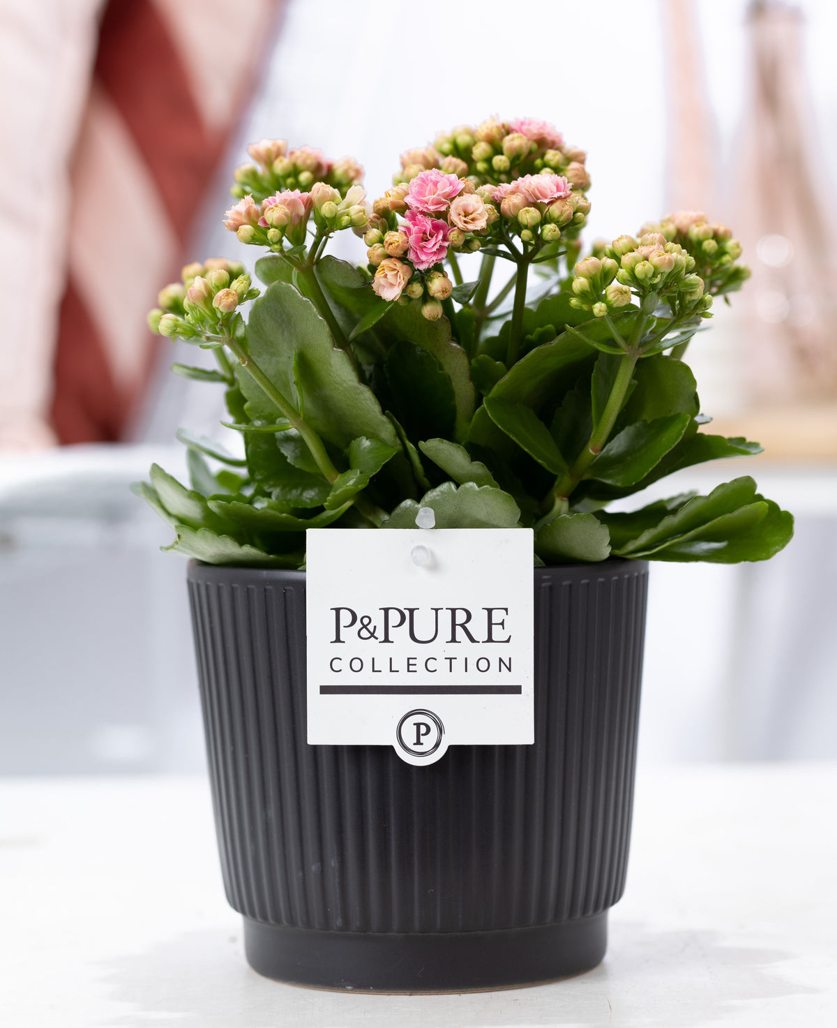 Kalanchoe Rosalina Don Alano 27cm 12cm Pot