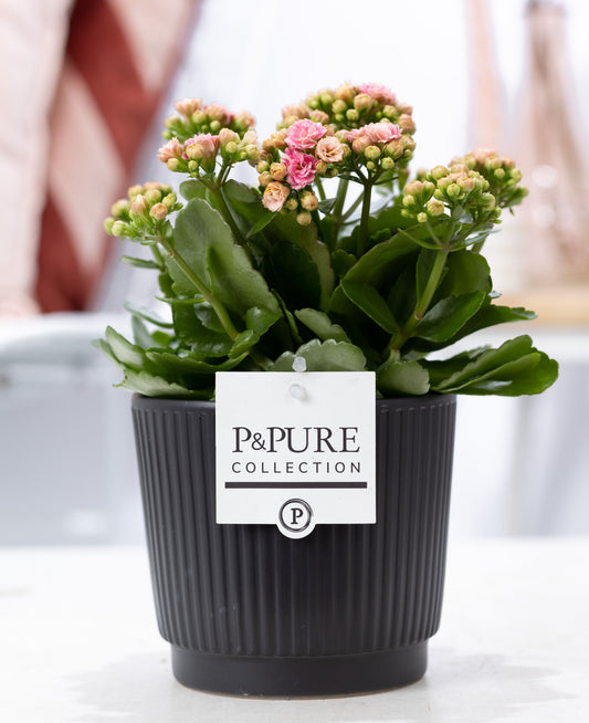 Kalanchoe Rosalina Don Alano 27cm 12cm Pot