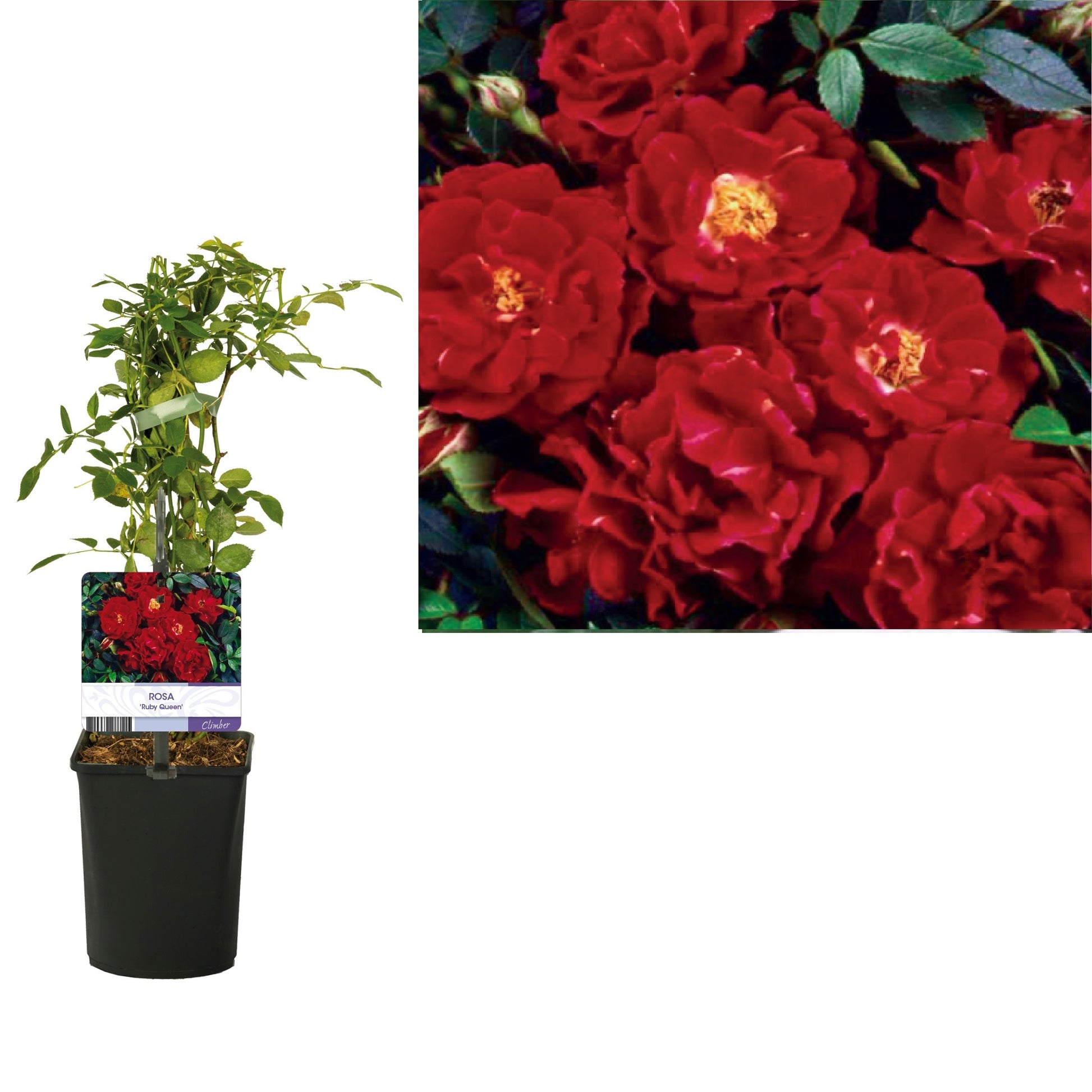 Rosa Orange Everglow 40cm 11cm Pot