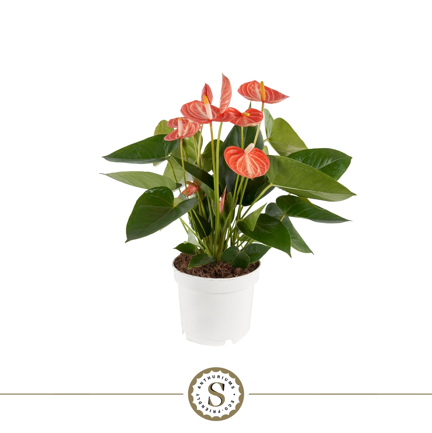 Anthurium Livium Orange 40cm 12cm Pot