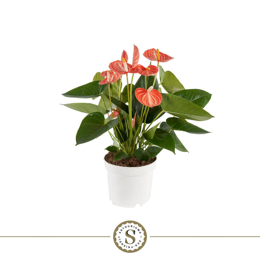 Anthurium Livium Orange 40cm 12cm Pot