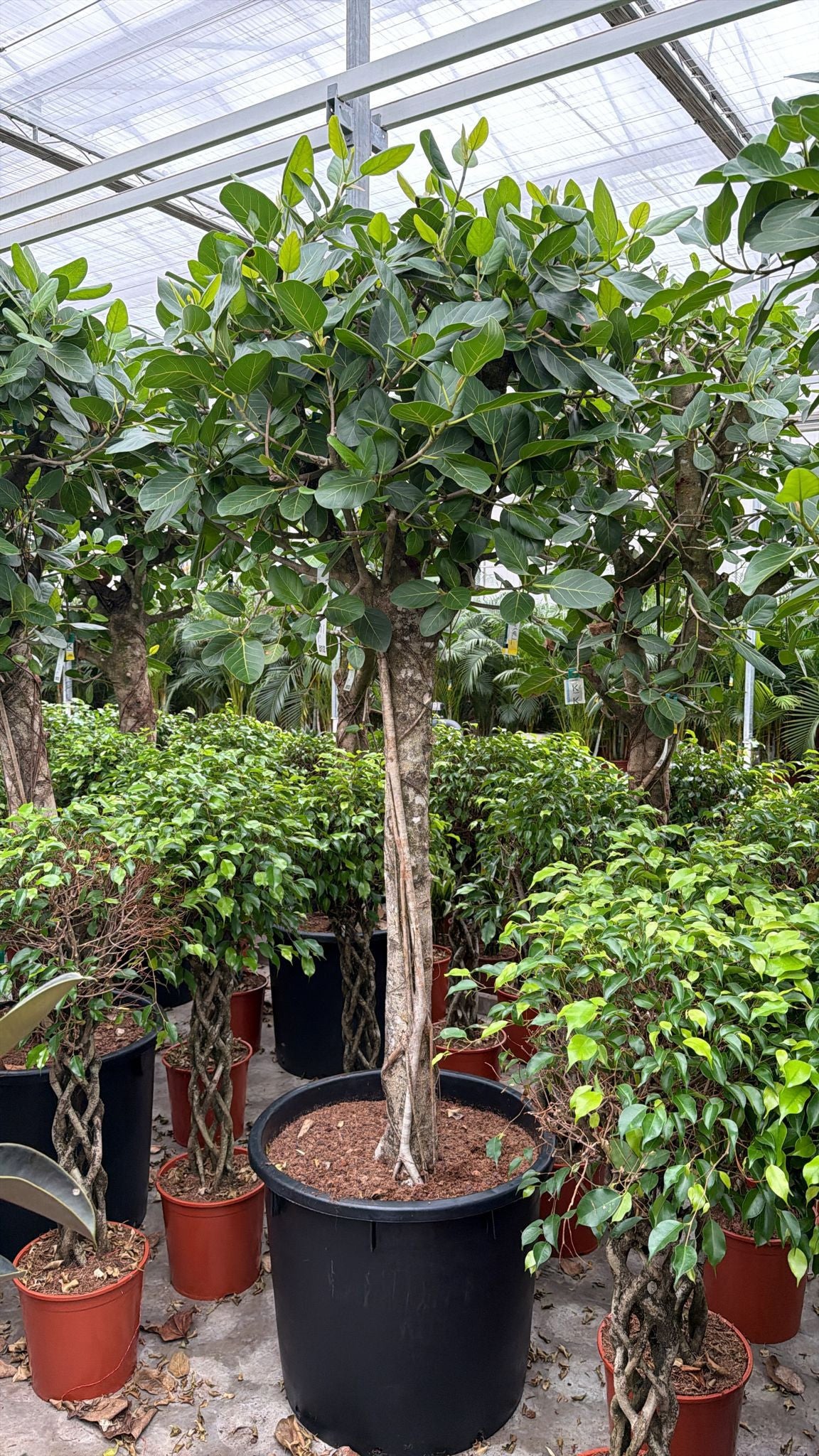 Ficus benghalensis 300cm 70cm Pot