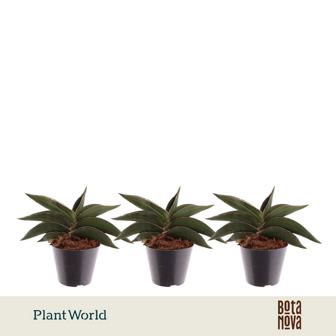 Sansevieria cylindrica 20cm 10.5cm Pot