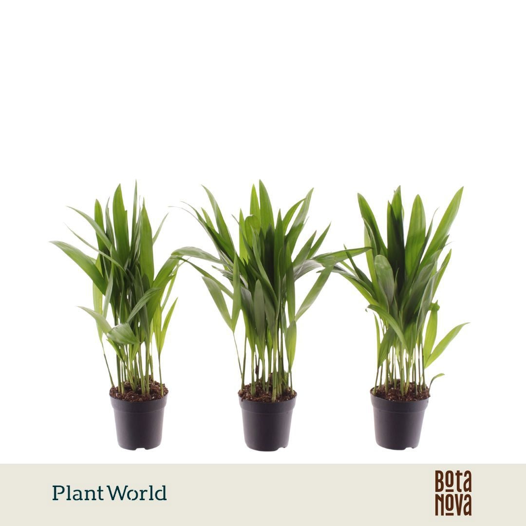 Dypsis lutescens 30cm 7cm Pot