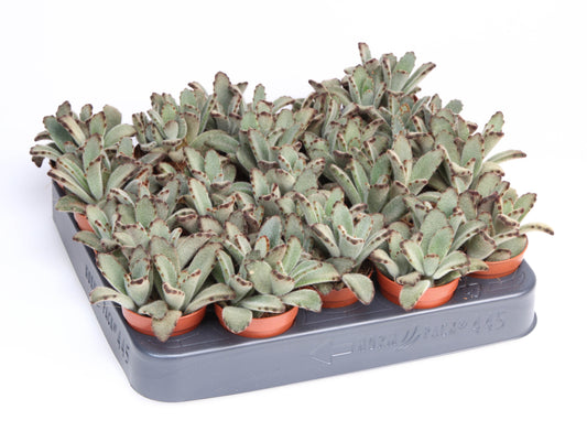Kalanchoe tomentosa 8cm 505cm Pot
