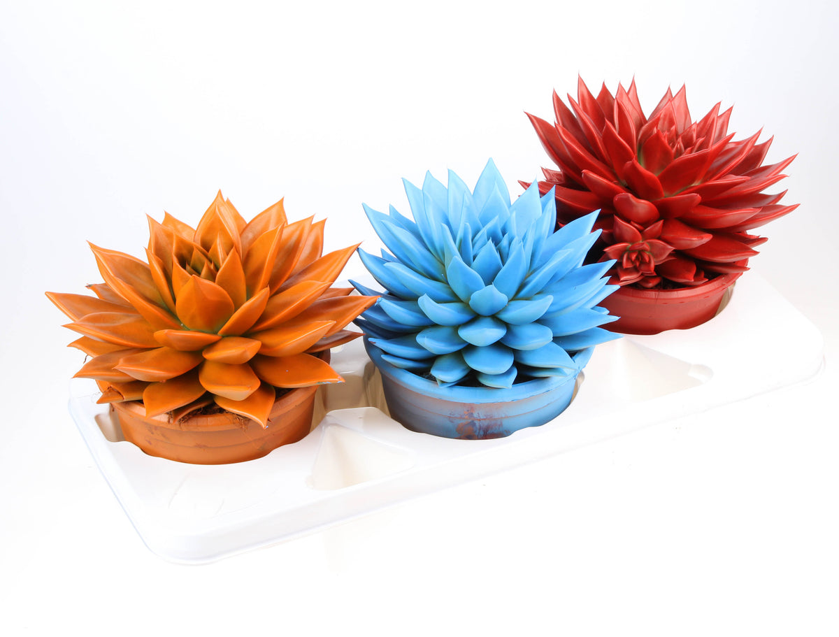Rainbow mix 23cm 17cm Pot