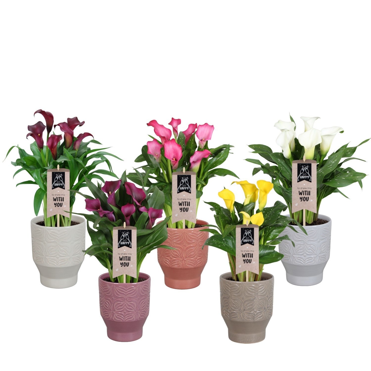Zantedeschia mix 45cm 15cm Pot