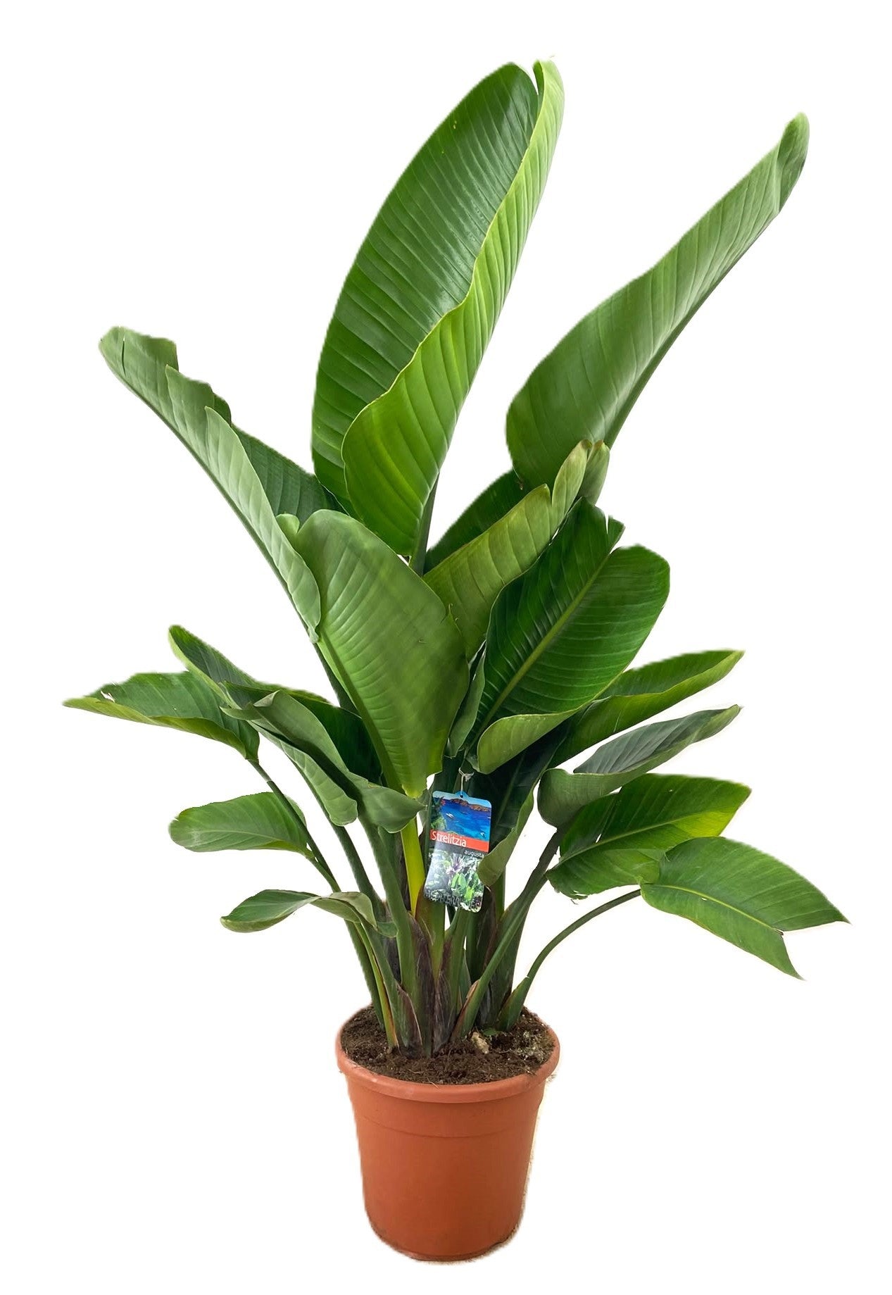 Strelitzia nicolai 180cm 30cm Pot