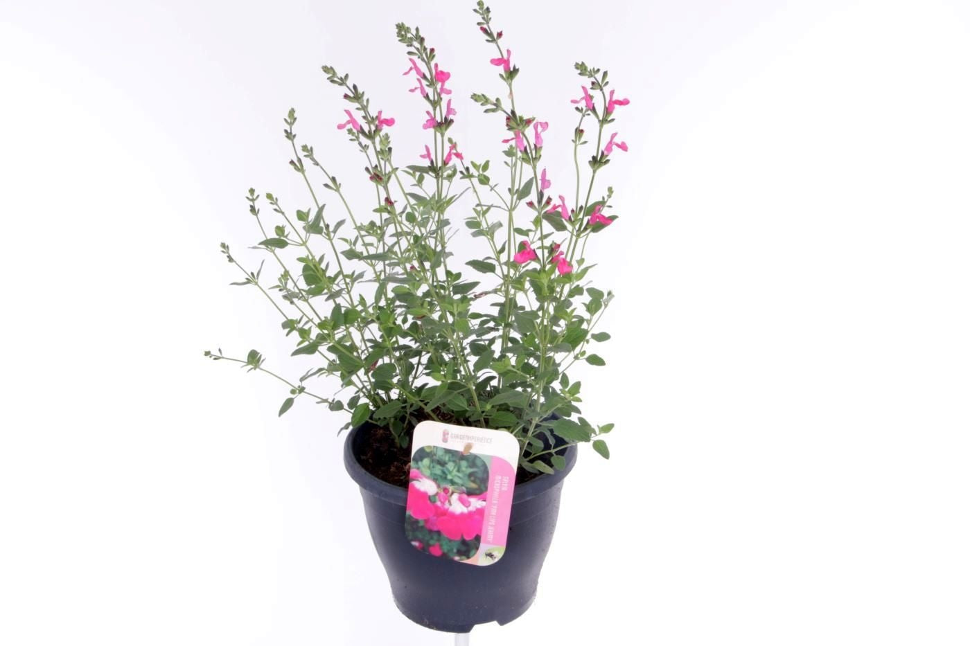 Salvia mic. Pink Lips 60cm 23cm Pot