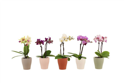 Phalaenopsis hybrid 17cm 6cm Pot