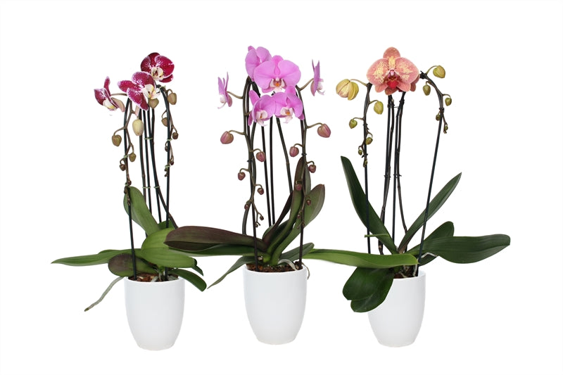 Phalaenopsis mix 55cm 12cm Pot