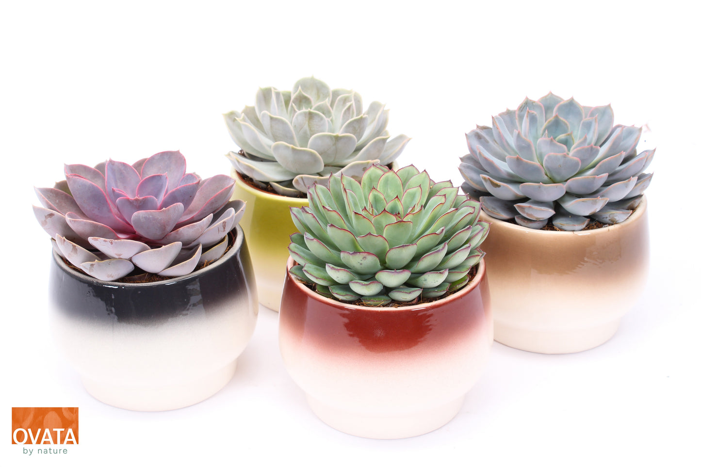 Echeveria mix 14cm 14cm Pot